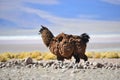 Andean Llamas Royalty Free Stock Photo