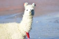 Andean Llamas Royalty Free Stock Photo