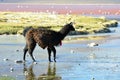 Andean Llamas Royalty Free Stock Photo