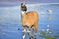 Andean Llamas Royalty Free Stock Photo