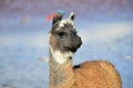 Andean Llamas Royalty Free Stock Photo