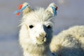 Andean Llamas Royalty Free Stock Photo