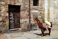 Black llama tied in front of a house in Bogota