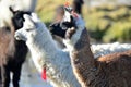 Andean Llamas Royalty Free Stock Photo