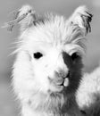 Andean Llamas Royalty Free Stock Photo