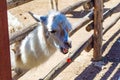 Llama eating cherries through beam fence in Zoo Royalty Free Stock Photo