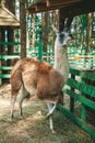 Llama eating dry grass in the farm