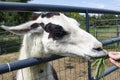 Llama eating grass from hand