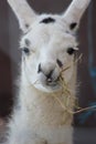 Llama eating Royalty Free Stock Photo