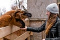 Llama eating from girl`s hand at zoo