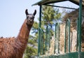 Llama Eating Royalty Free Stock Photo