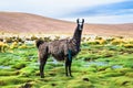 Llama in Eduardo Avaroa National Park , Bolivia Royalty Free Stock Photo