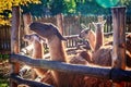 Llama in enclosure Royalty Free Stock Photo