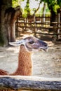 Llama in enclosure Royalty Free Stock Photo