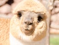 Peruvian alpaca face Royalty Free Stock Photo