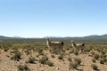 Llama family in the Andes mountain range