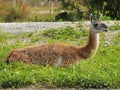 Llama in a farm Royalty Free Stock Photo