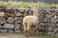 Llama