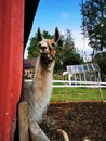 Llama at a farm