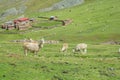 Llamas herd in the farm