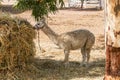 Llama Feeding