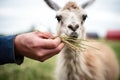 a llama in a field, approaching a hand with hay Royalty Free Stock Photo