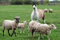 Llama in field with sheep Royalty Free Stock Photo