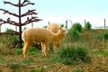Llama in a field Royalty Free Stock Photo