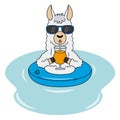 Llama with float, sunglasses and a drink Royalty Free Stock Photo