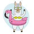 Llama with float and swimsuit