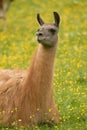 Llama on the grass