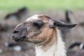 Llama on grass field Royalty Free Stock Photo