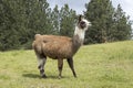 Llama in a grassy field Royalty Free Stock Photo