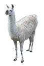 Llama with gray-white dense coat with black nose with scuffs on knees, standing face to viewer, pricking up her long fluffy ears.