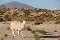 A Llama grazing on the Altiplano