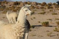 A Llama grazing on the Altiplano