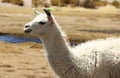 A Llama grazing on the Altiplano