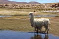 A Llama grazing on the Altiplano