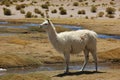 A Llama grazing on the Altiplano