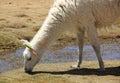 A Llama grazing on the Altiplano