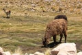 A Llama grazing on the Altiplano