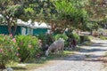 Llama grazing on Corsica island, France