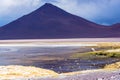 Llama grazing in the edge of a lagoon in the bolivian plateau in front of a volcanic peak Royalty Free Stock Photo