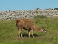 Llama grazing in a field