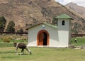 Llama grazing in a field