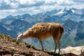 Llama grazing in the french mountains