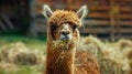 A llama grazing on grass in the field Royalty Free Stock Photo