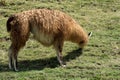 Llama grazing