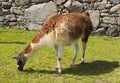 Llama Grazing at Machu Picchu, Peru