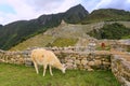 Llama grazing at Machu Picchu in Peru Royalty Free Stock Photo